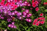 Phlox drummondii. Верхушки растений с соцветиями. Восточный Казахстан, г. Усть-Каменогорск, Архитектурно-ландшафтный музей-заповедник, в культуре. 11.08.2017.