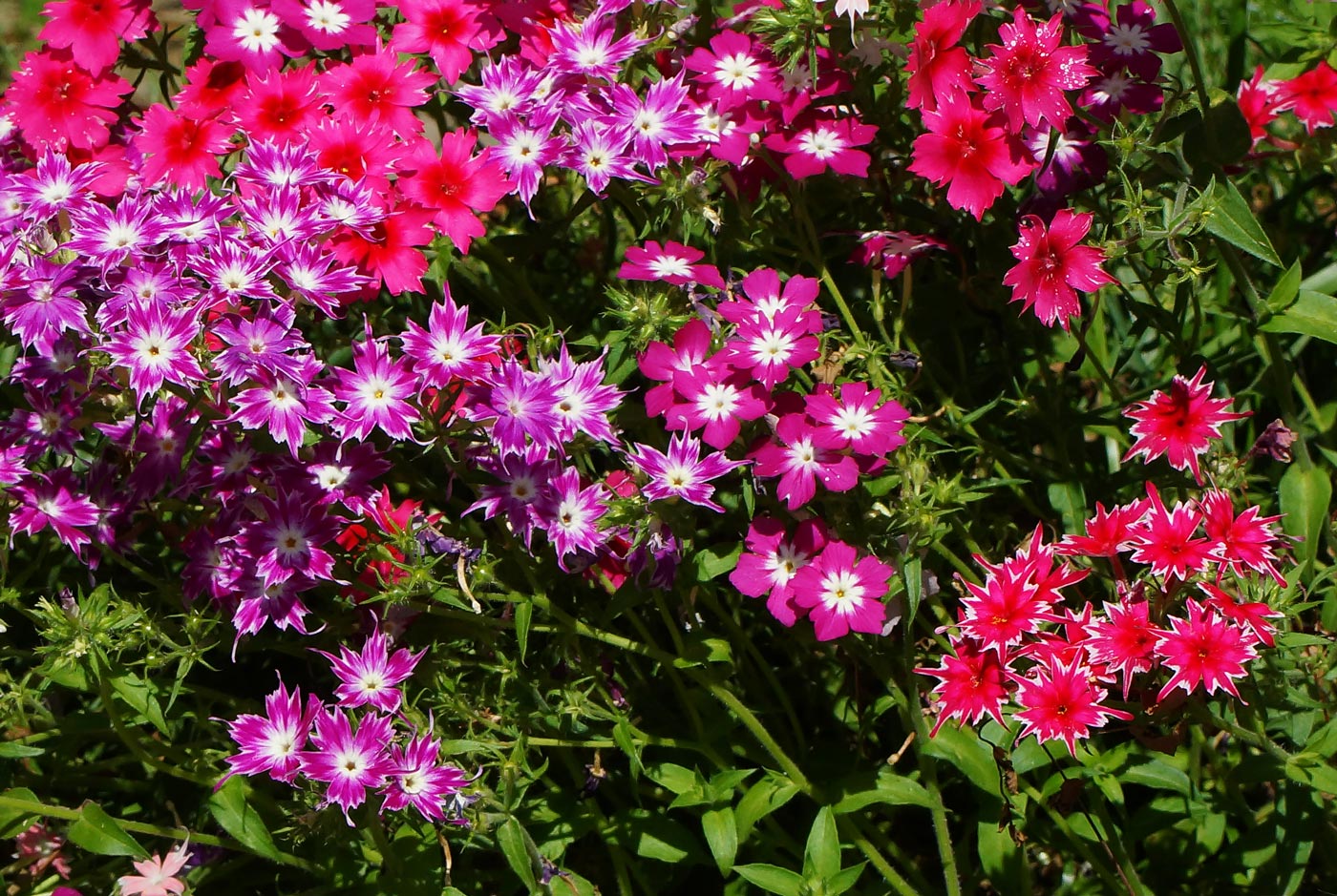 Изображение особи Phlox drummondii.