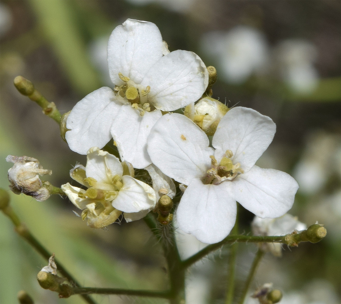 Image of Crambe kotschyana specimen.