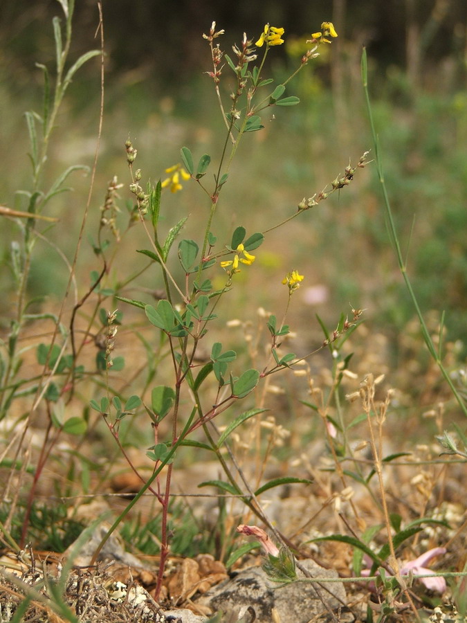 Изображение особи Melilotus neapolitanus.