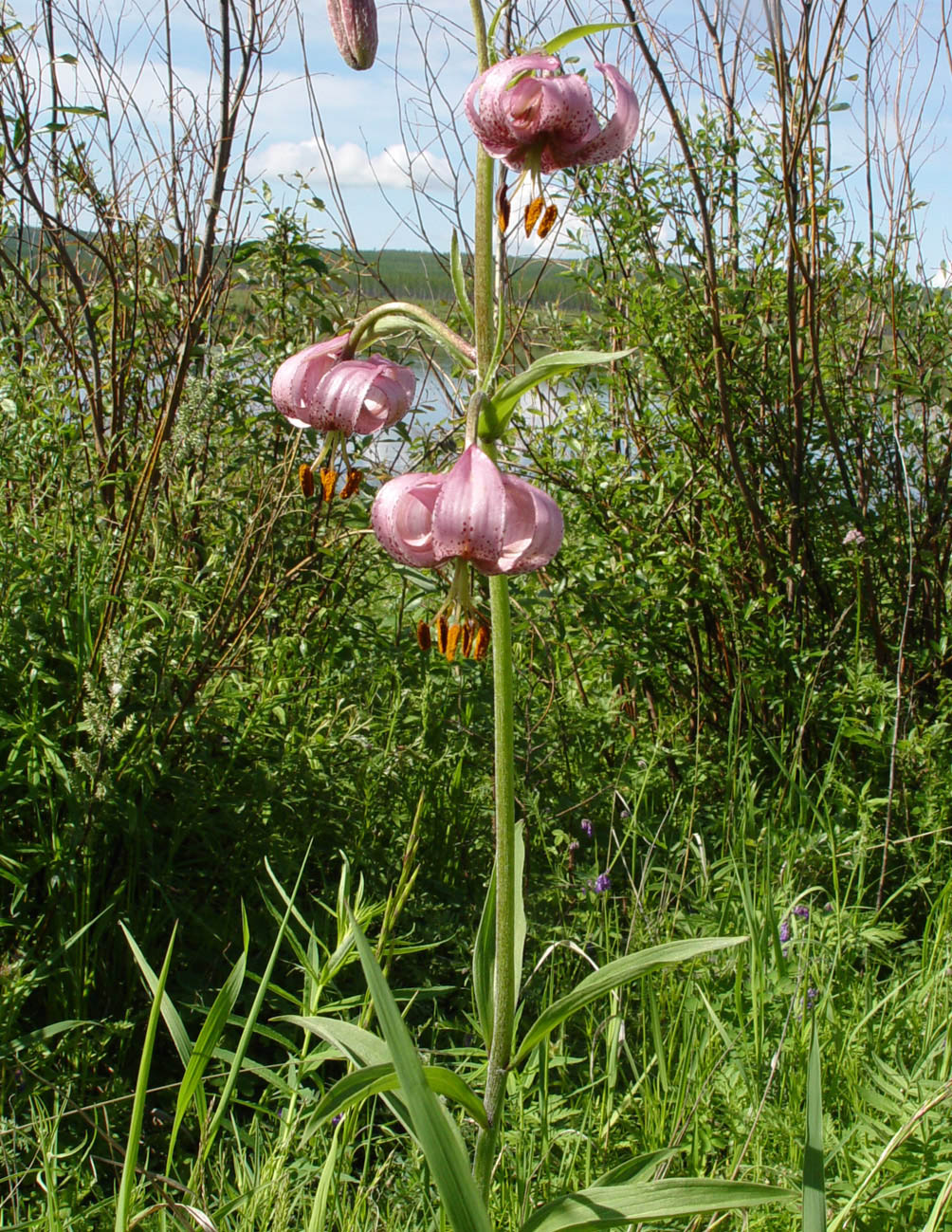 Изображение особи Lilium pilosiusculum.