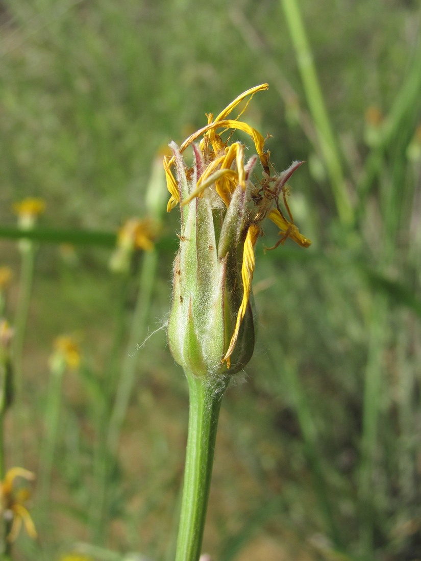 Image of Scorzonera biebersteinii specimen.