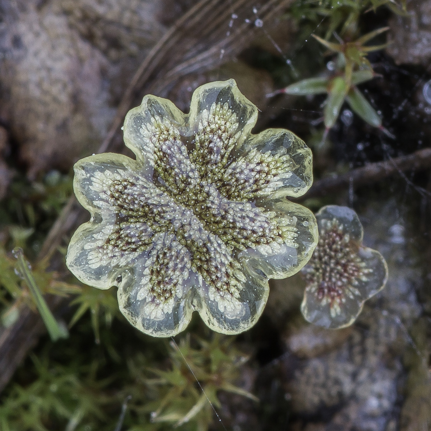 Изображение особи Marchantia polymorpha.