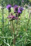 Cirsium heterophyllum