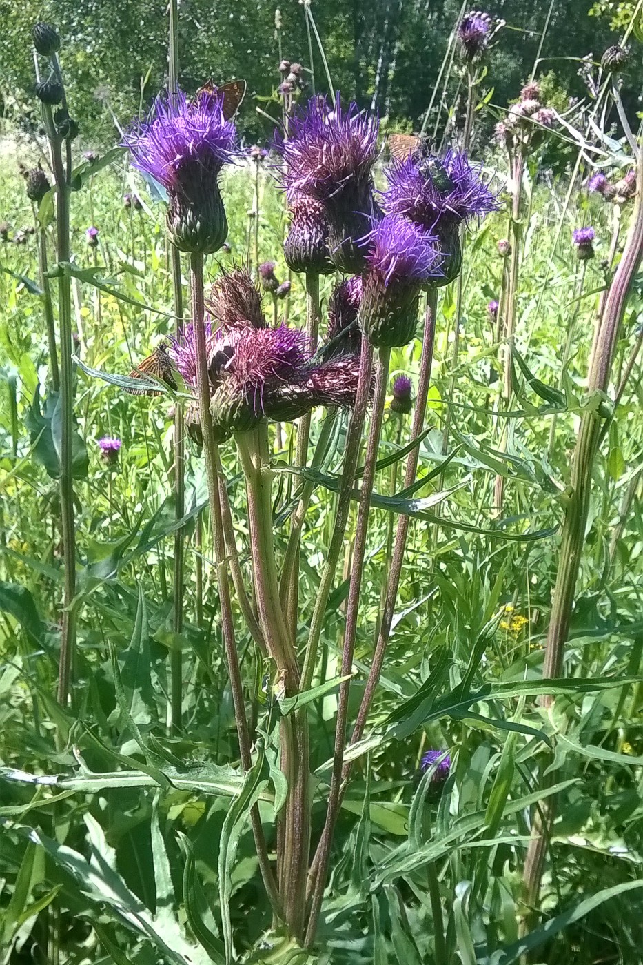 Image of Cirsium heterophyllum specimen.