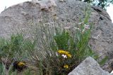 Dianthus uzbekistanicus