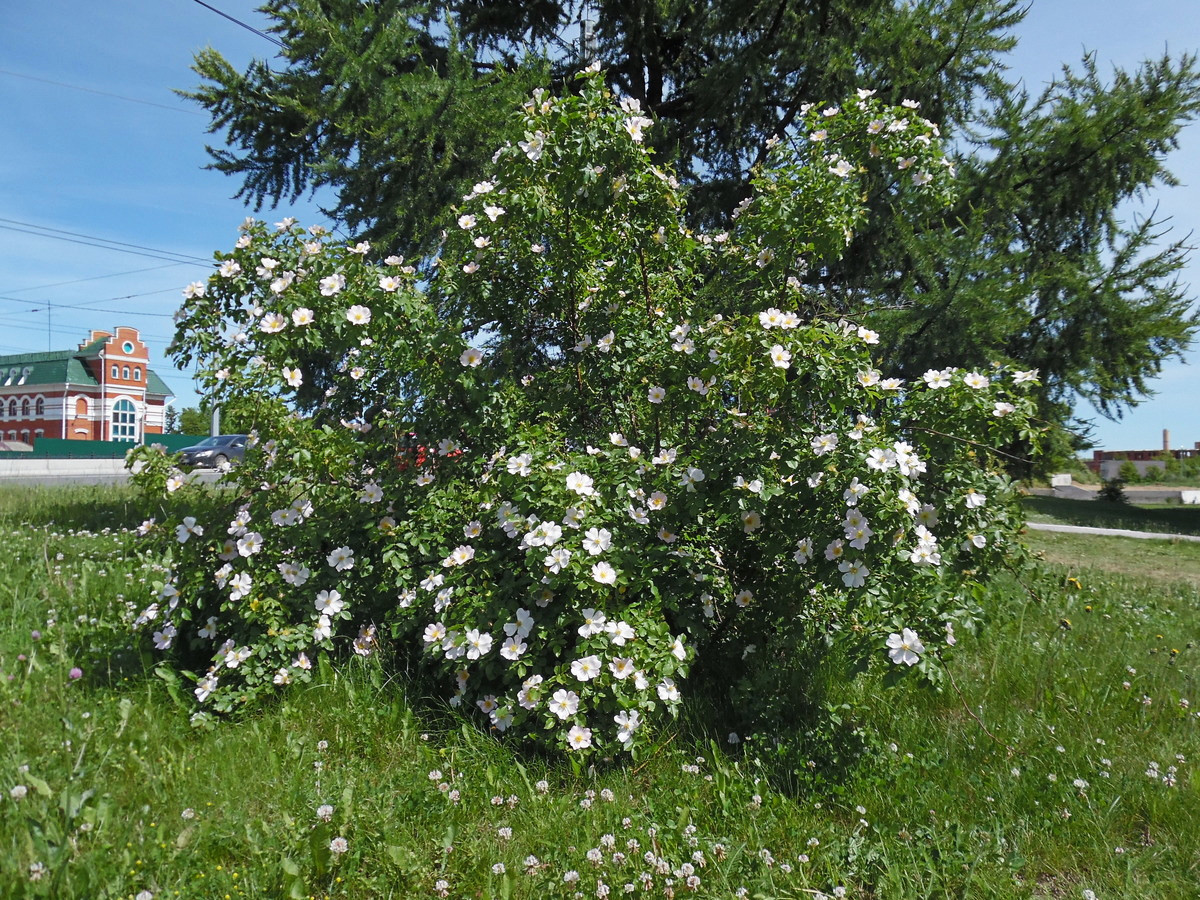 Изображение особи род Rosa.