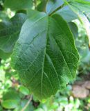 Parrotia persica