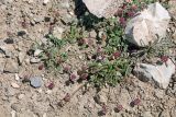 Oxytropis microsphaera