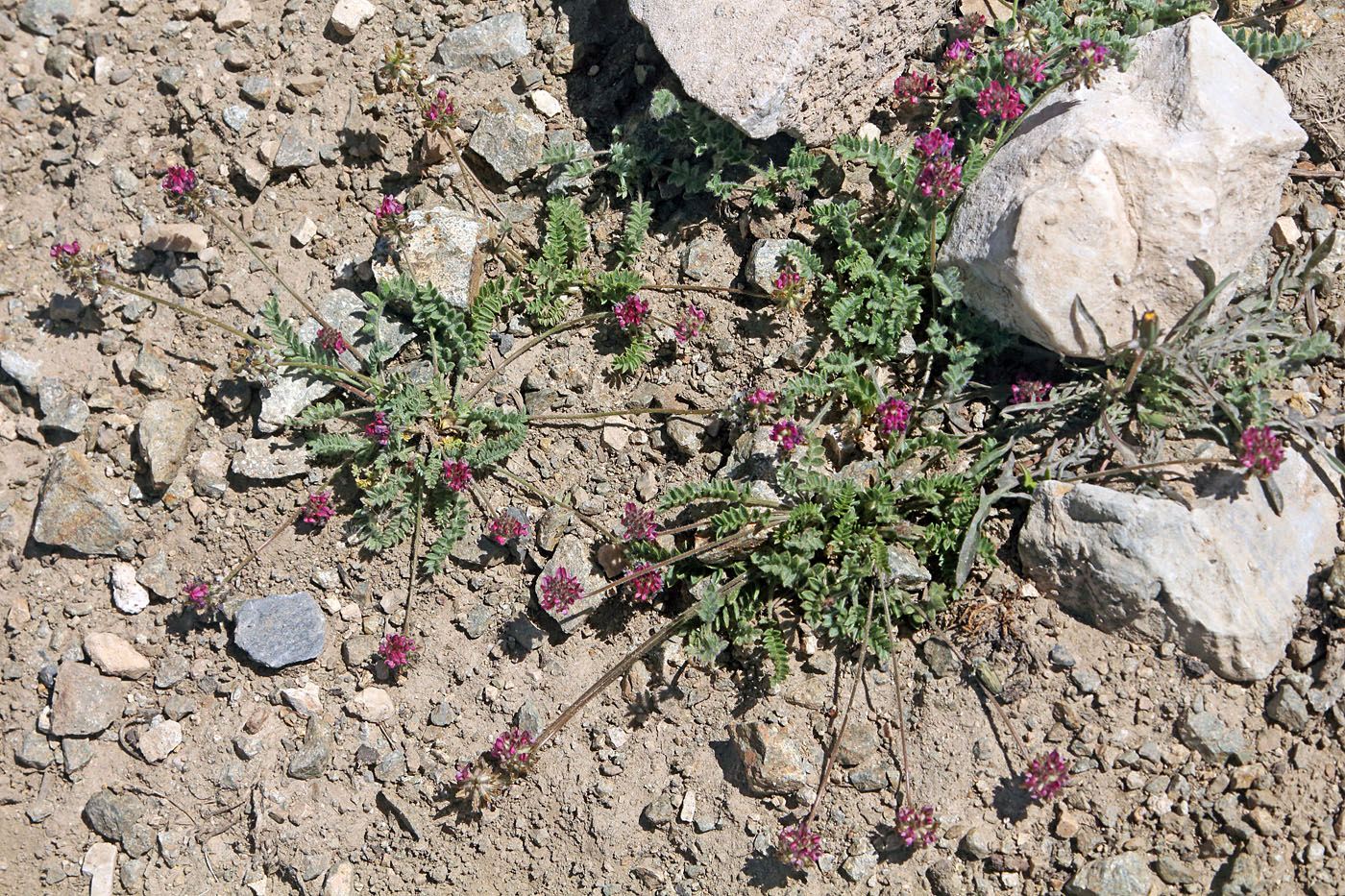 Image of Oxytropis microsphaera specimen.