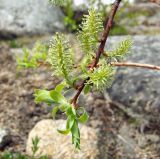 Salix bebbiana