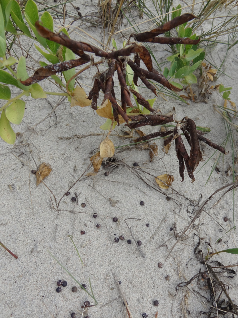 Image of Lathyrus japonicus ssp. maritimus specimen.