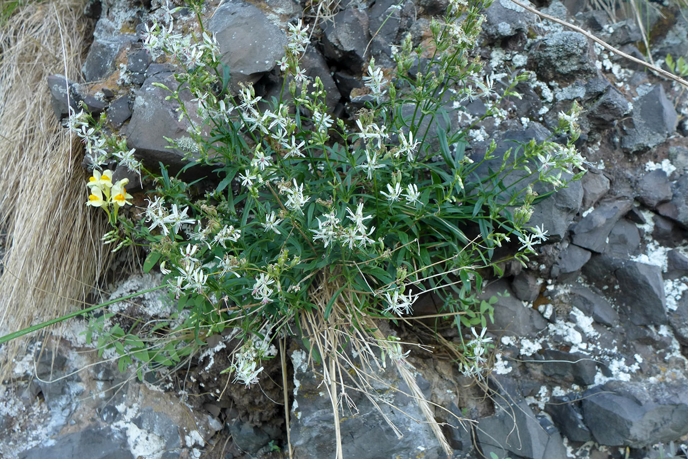 Image of Silene foliosa specimen.