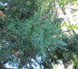 Juniperus virginiana. Часть ветви с двумя типами листьев: чешуевидными и игольчатыми. Московская обл., Щёлковский р-н, в культуре. 26.08.2018.