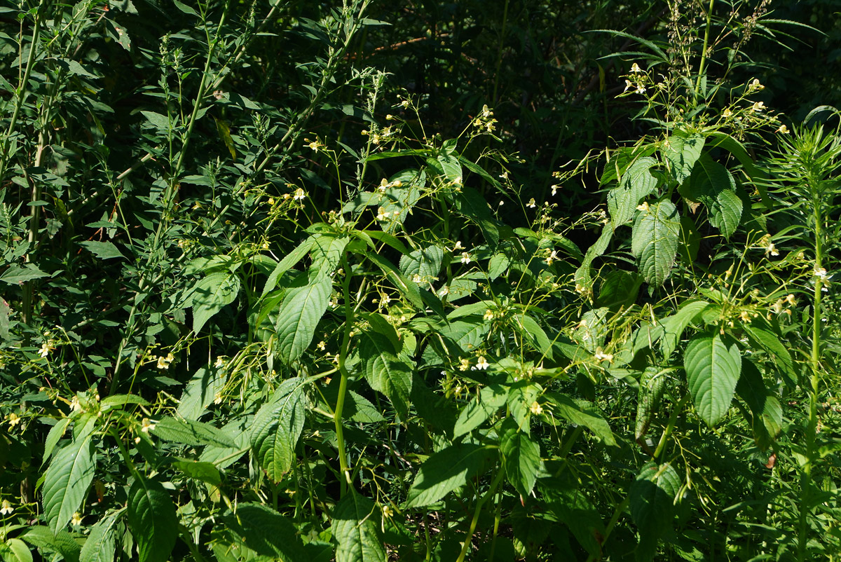 Image of Impatiens parviflora specimen.