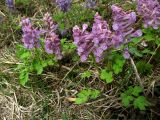 Corydalis tamarae