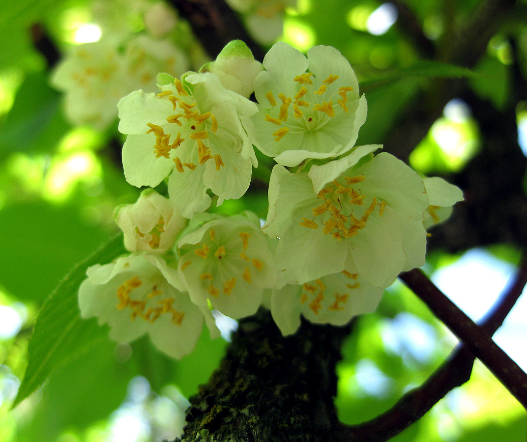 Изображение особи Actinidia kolomikta.