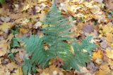Dryopteris filix-mas. Вегетирующее растение. Москва, Тимирязевский парк, под пологом широколиственного леса. 18 октября 2018 г.