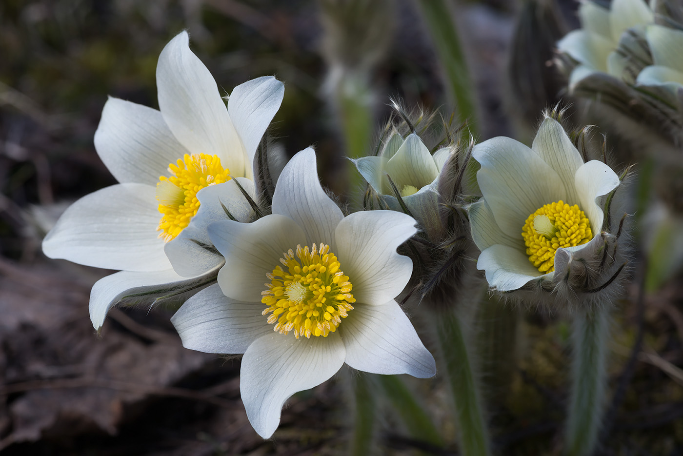 Изображение особи Pulsatilla uralensis.