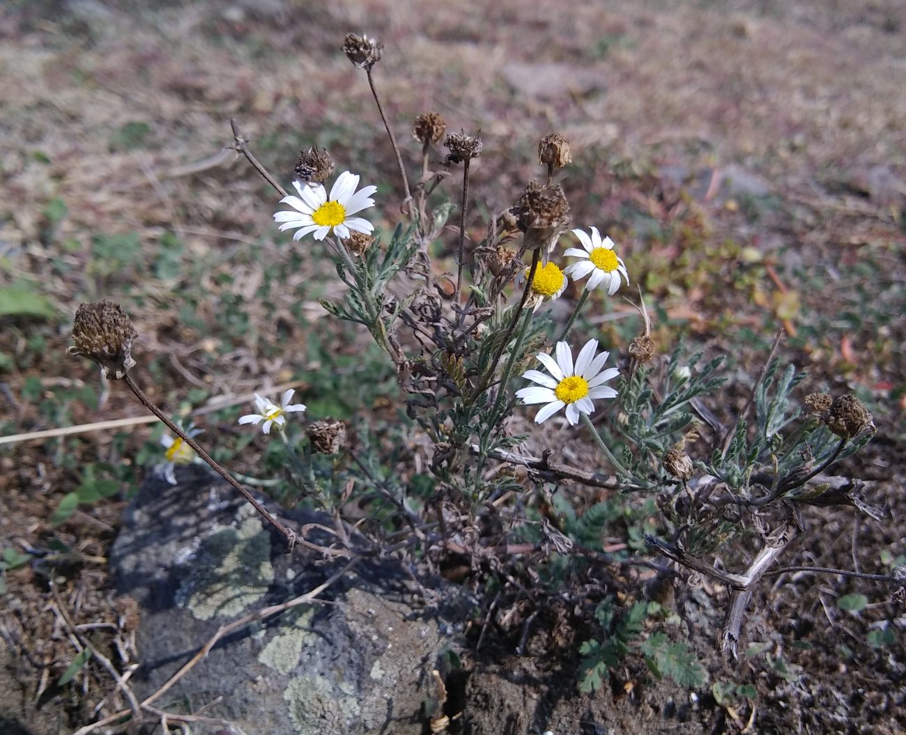 Image of Anthemis ruthenica specimen.