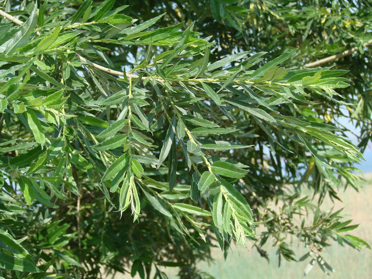 Image of Salix gmelinii specimen.