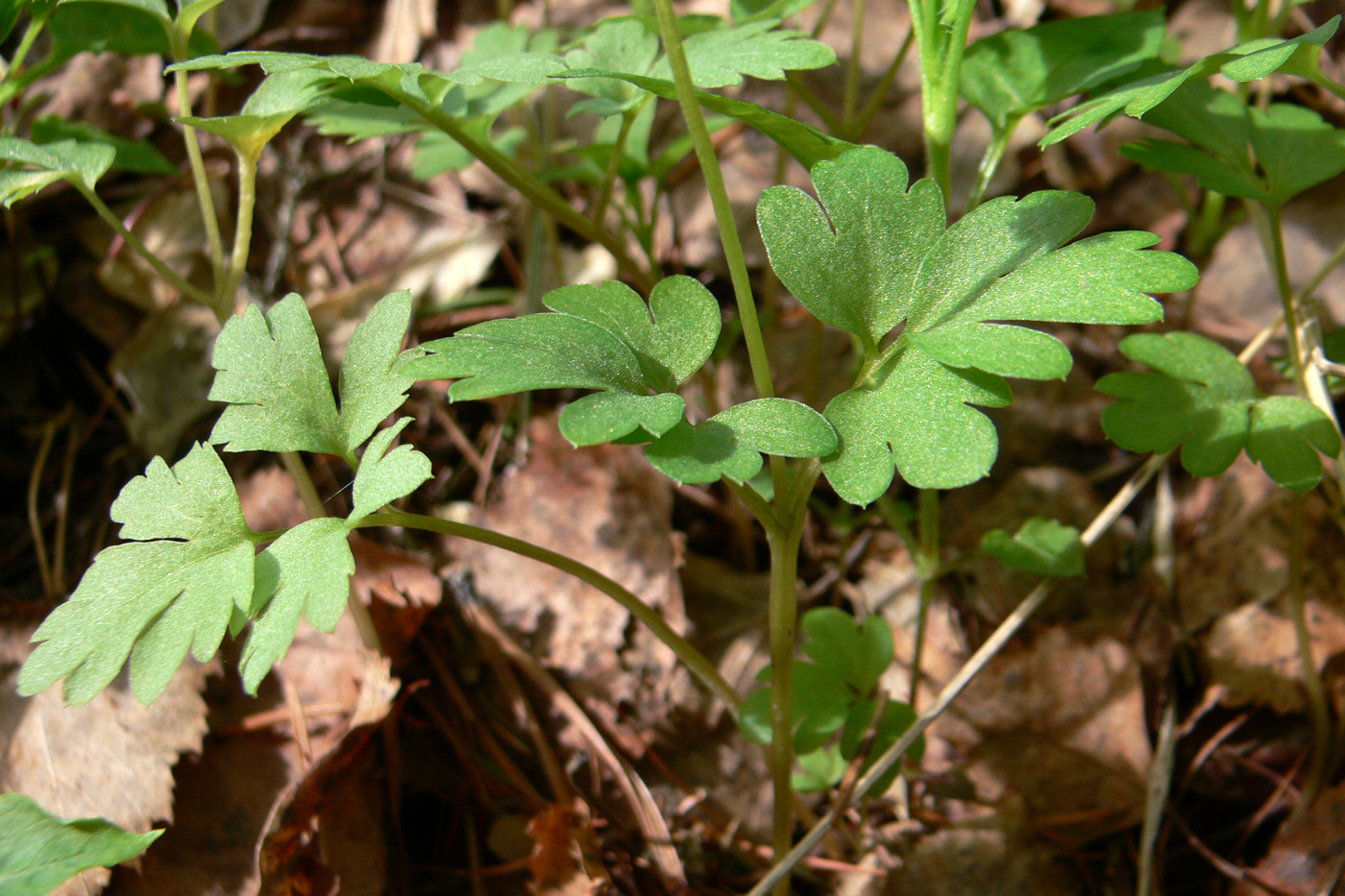 Image of Adoxa moschatellina specimen.