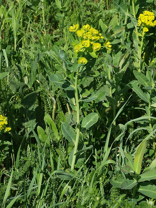 Изображение особи Euphorbia iberica.