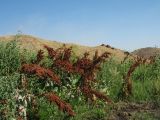 Rumex patientia. Плодоносящие растения. Южный Казахстан, Сырдарьинский Каратау, горы Улькунбурултау, ≈ 700 м н.у.м., у солоноватого родника Карабастау. 28 июня 2018 г.