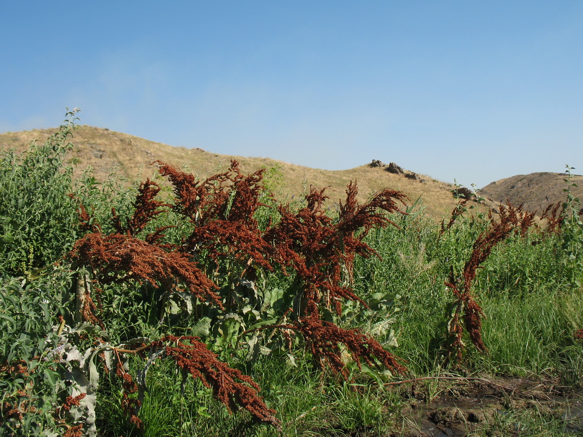 Изображение особи Rumex patientia.