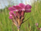 Dianthus commutatus. Соцветие (вид сбоку). Украина, Закарпатская обл., Раховский р-н, окр. с. Квасы, ≈ 600 м н.у.м., сенокосный луг. 29 июня 2010 г.