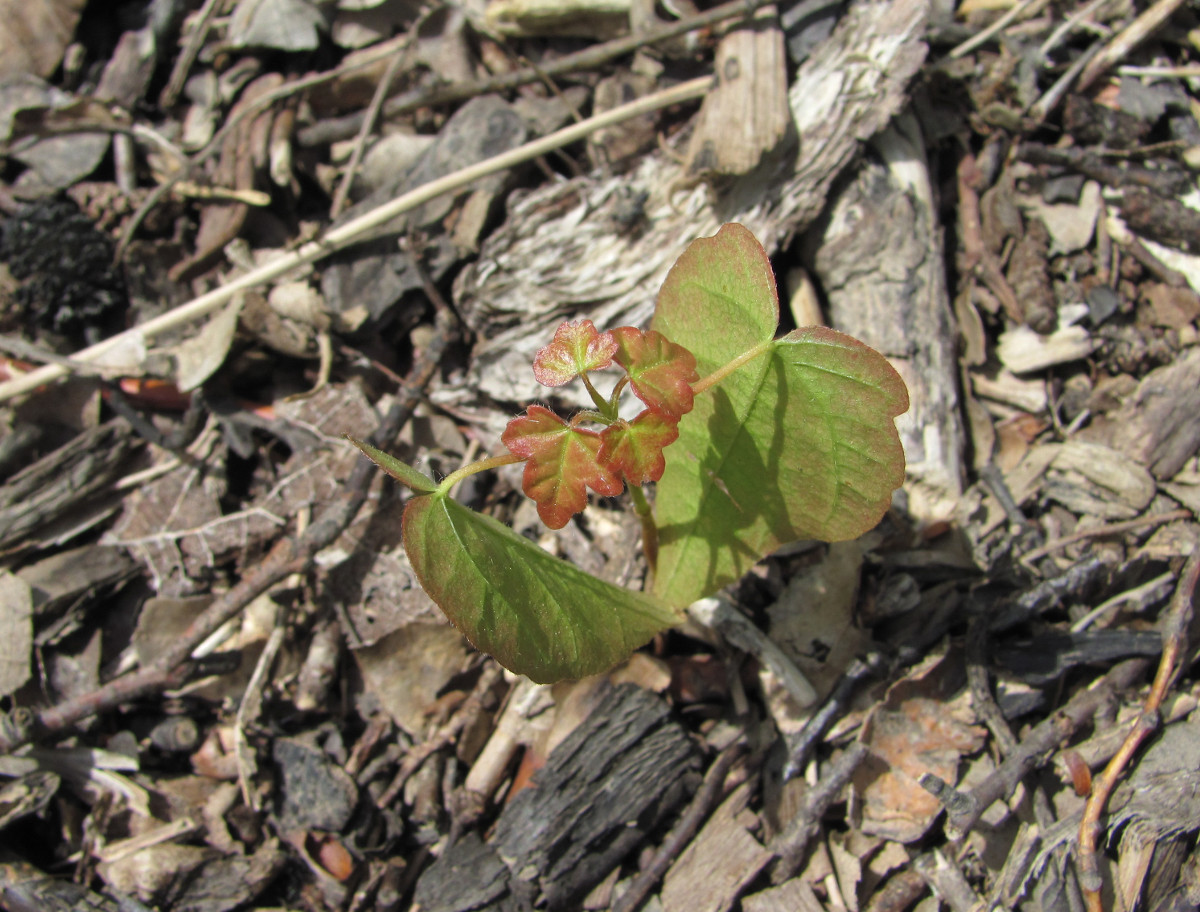 Image of Acer campestre specimen.