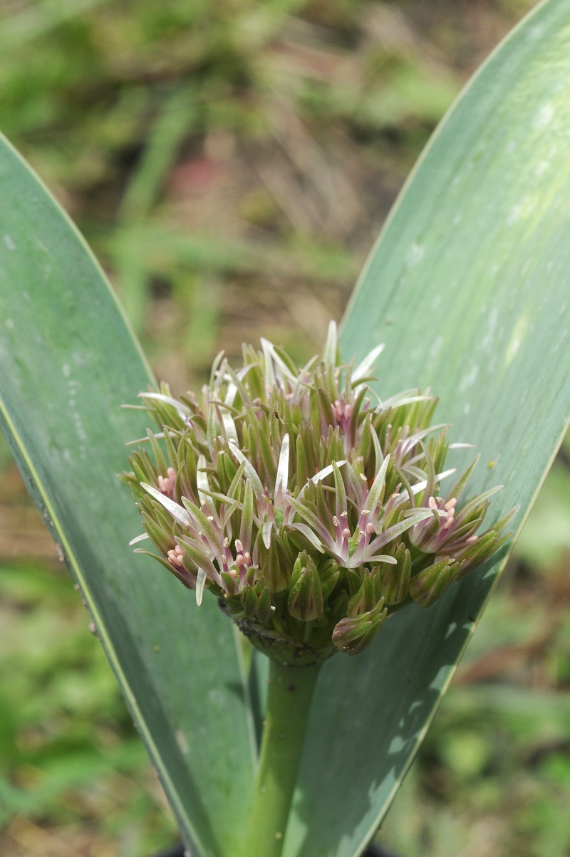 Изображение особи Allium haemanthoides.