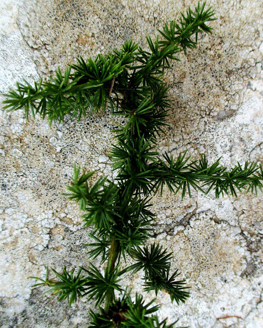 Image of Asparagus aphyllus specimen.