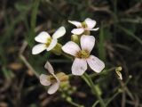 Arabidopsis arenosa подвид borbasii. Верхушка соцветия. Украина, Закарпатская обл., Раховский р-н, хр. Свидовец, ≈ 1800 м н.у.м., каменистая осыпь. 2 июля 2010 г.