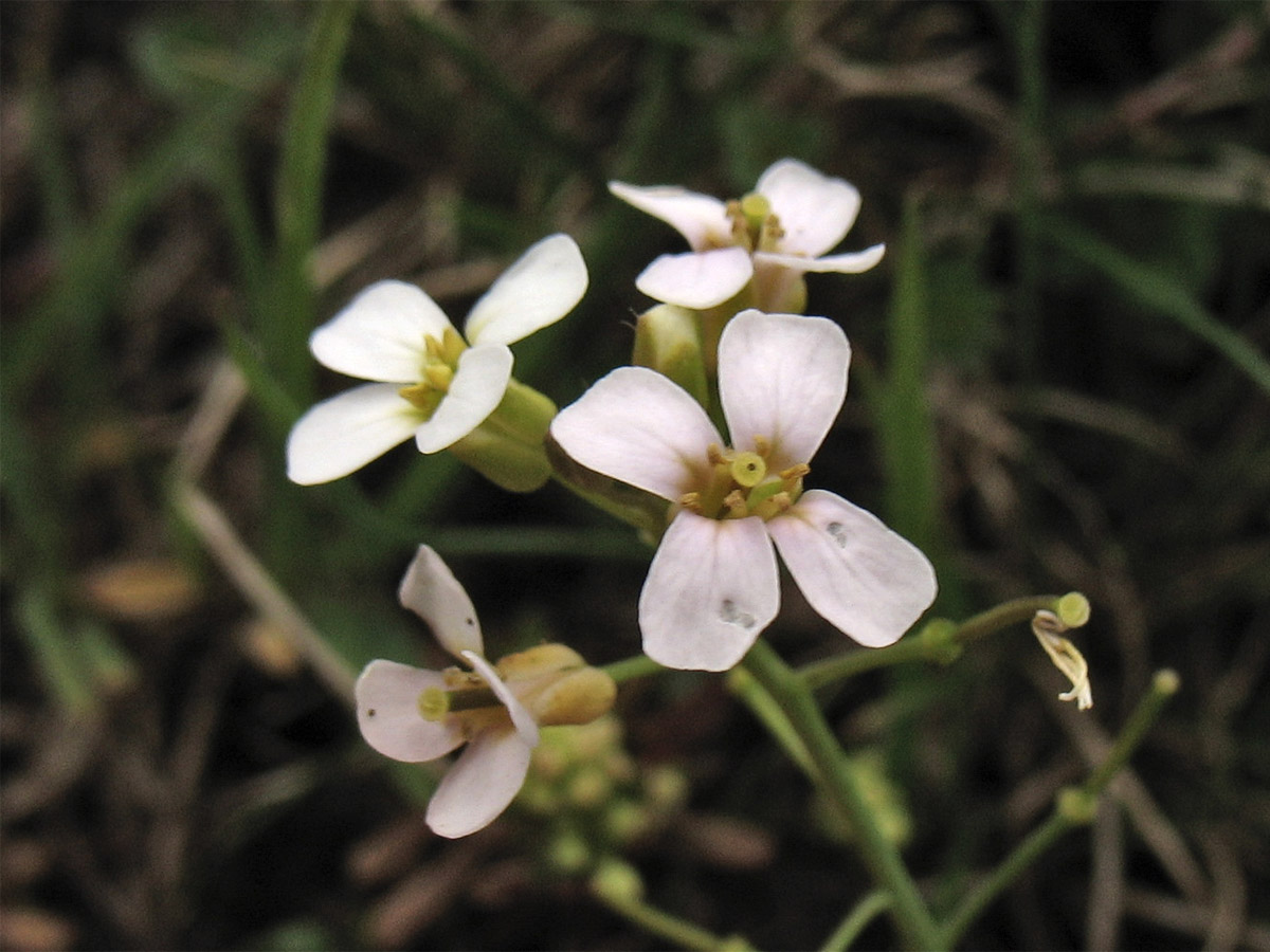 Изображение особи Arabidopsis arenosa ssp. borbasii.