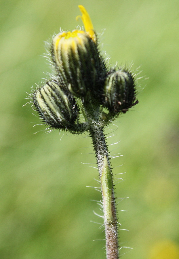 Image of Pilosella &times; floribunda specimen.