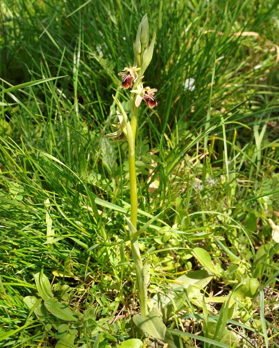 Изображение особи Ophrys alasiatica.