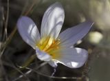 Crocus laevigatus