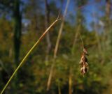 Carex capillaris