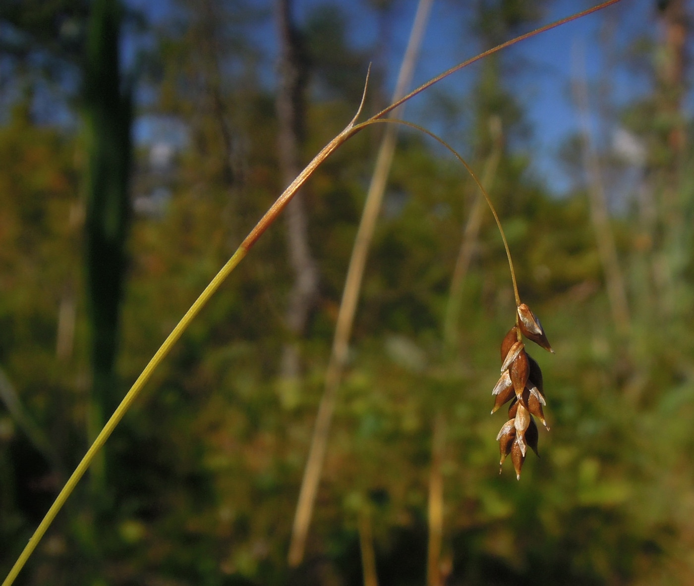 Изображение особи Carex capillaris.