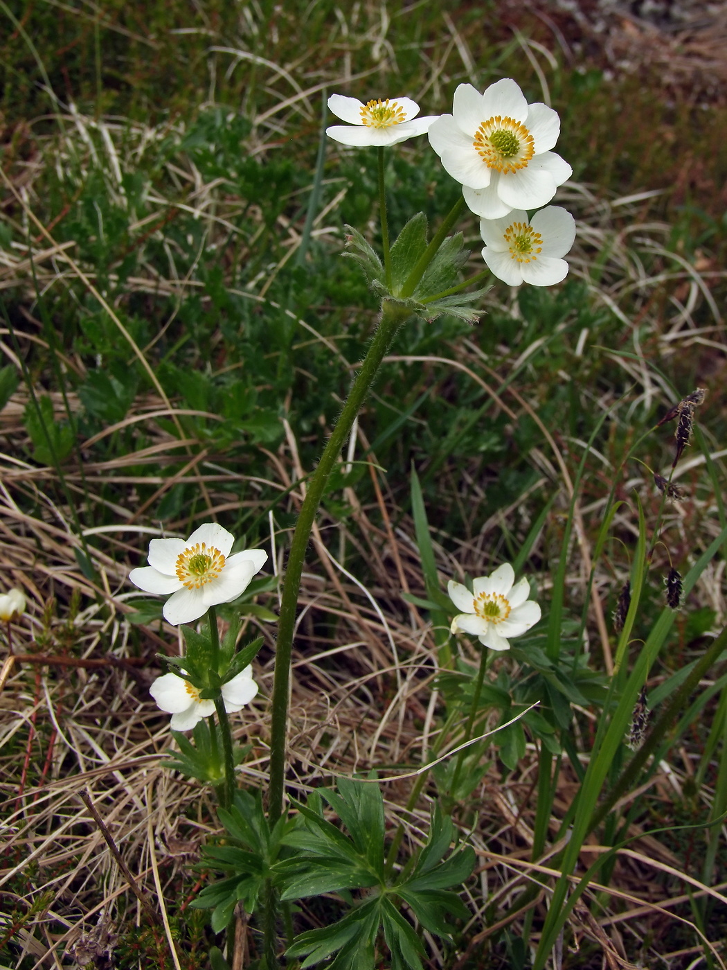 Изображение особи Anemonastrum sibiricum.