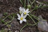 Ornithogalum balansae