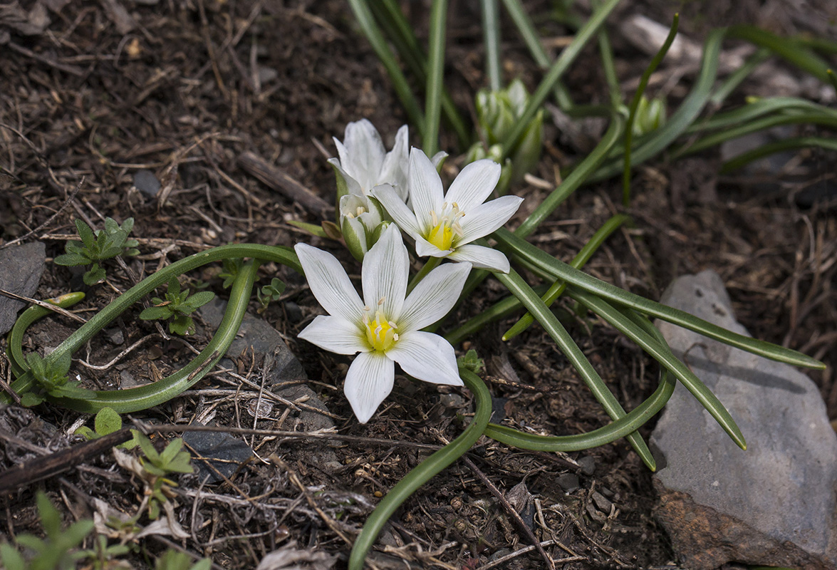 Изображение особи Ornithogalum balansae.