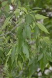 genus Fraxinus. Ветка с листьями. Крым, Бахчисарайский р-н, пос. Голубинка, обочина дороги. 19.06.2017.