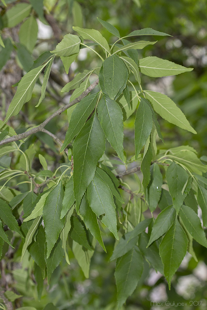 Изображение особи род Fraxinus.