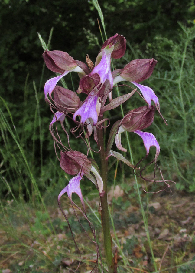 Image of Himantoglossum comperianum specimen.