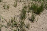 Juncus compressus