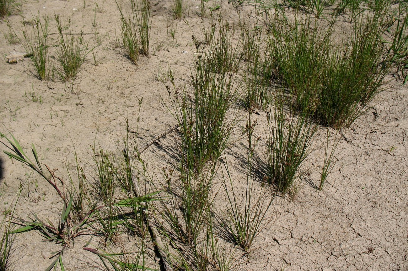 Изображение особи Juncus compressus.