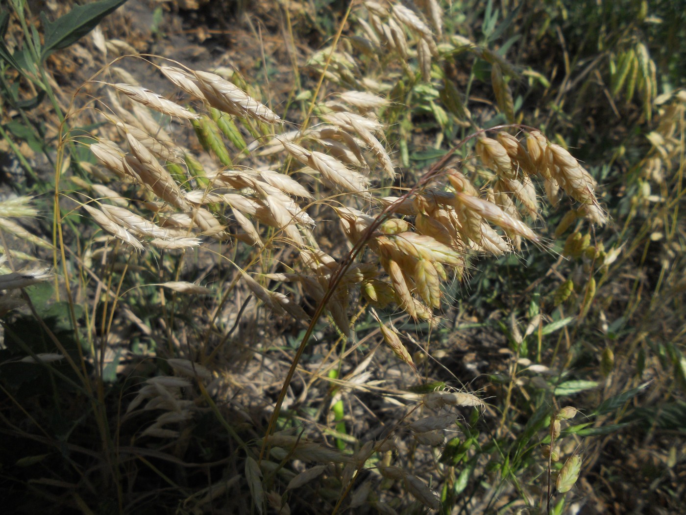 Image of Bromus squarrosus specimen.