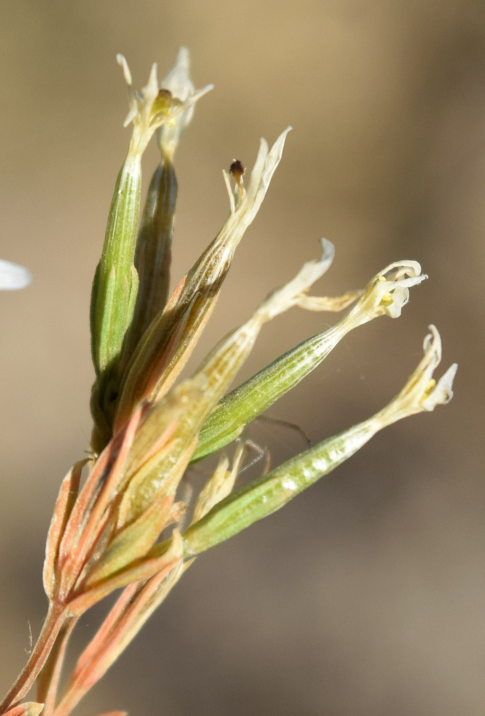 Изображение особи Centaurium meyeri.